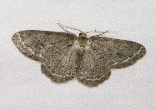 Ectropis crepuscularia - avararaszoló