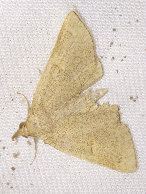 Paracolax tristalis - sárgás karcsúbagoly