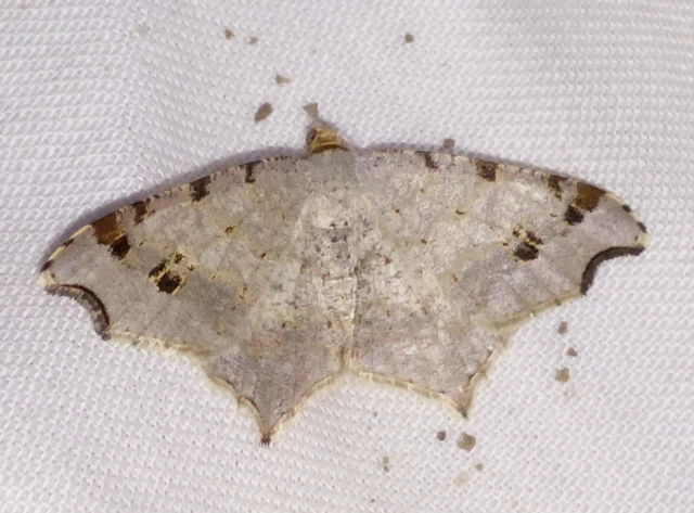 Macaria alternata - közönséges szürkearaszoló
