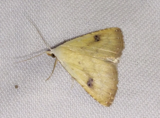 Rivula sericealis - selymes lórombagoly