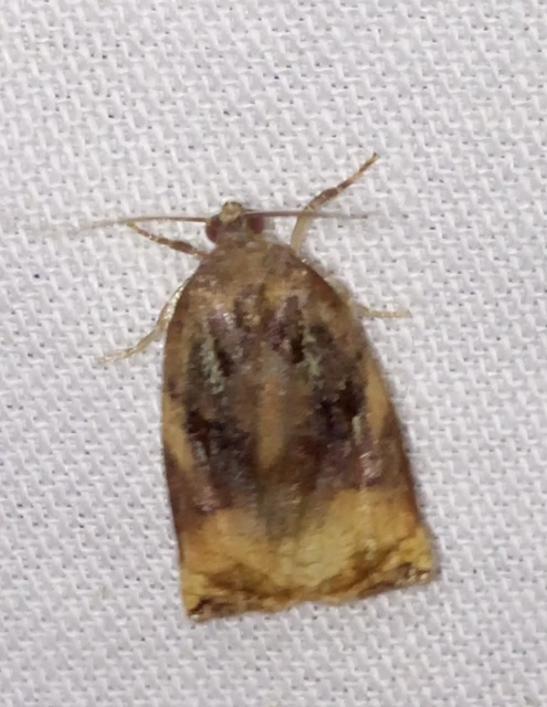 Archips podana - dudvarágó sodrómoly