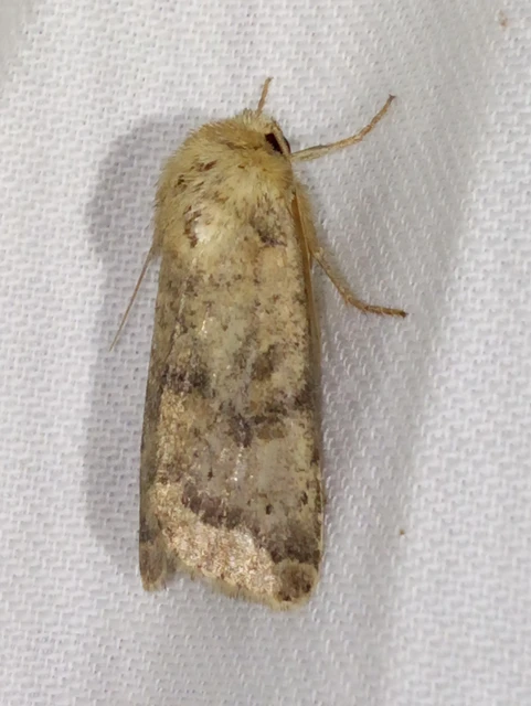 Hoplodrina octogenaria - barna selymesbagoly