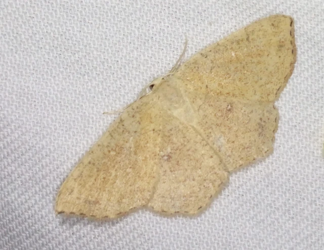 Cyclophora porata - körös pettyesaraszoló