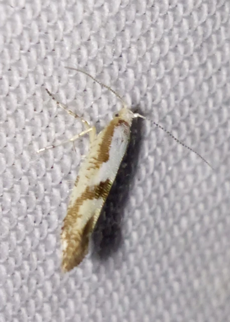 Argyresthia bonnetella - galagonyafúró aranymoly