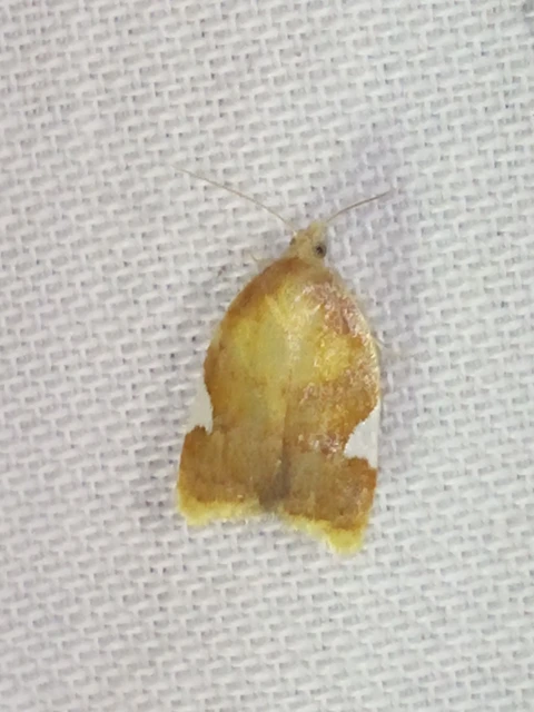 Acleris holmiana - fehérfoltos levélmoly