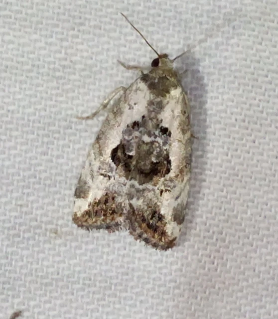 Hapalotis venustula - rózsaszínű mázasbagoly