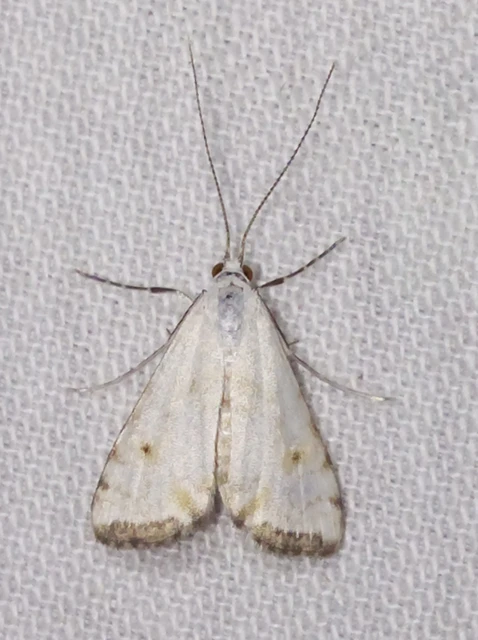 Cataclysta lemnata - békalencsemoly