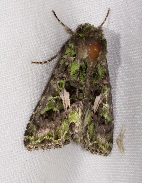 Trachea atriplicis - nyári zöldbagoly