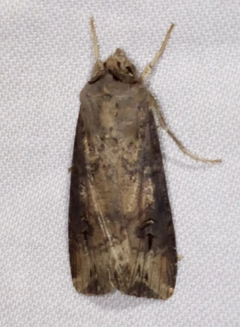 Agrotis ipsilon - nagy földibagoly