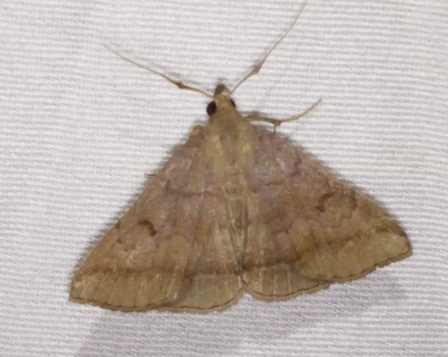 Zanclognatha lunalis - pelyheslábú karcsúbagoly