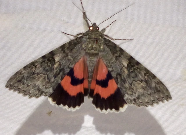 Catocala nupta - piros övesbagoly