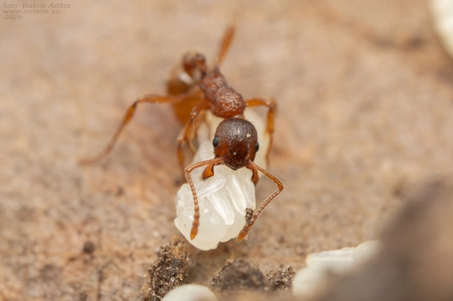 Myrmica ruginodis - erdei bütyköshangya