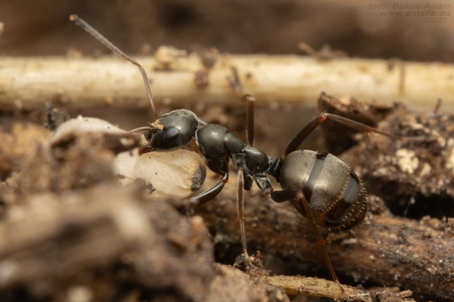 Formica fusca - kormos rabszolgahangya