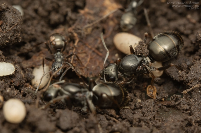 Formica fusca - kormos rabszolgahangya
