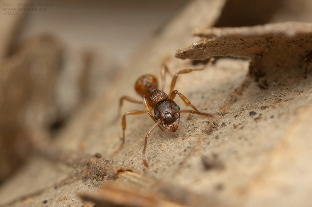 Myrmica ruginodis - erdei bütyköshangya