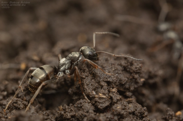 Formica fusca - kormos rabszolgahangya