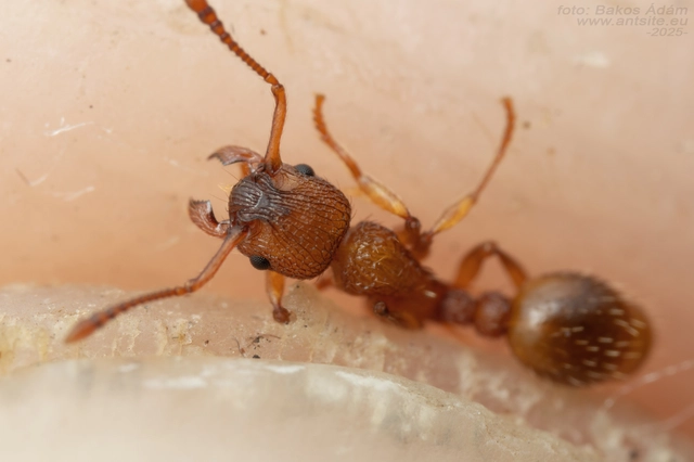 Myrmica sabuleti - gyakori bütyköshangya
