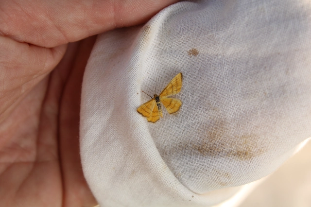 Idaea aureolaria - aranyos sávosaraszoló