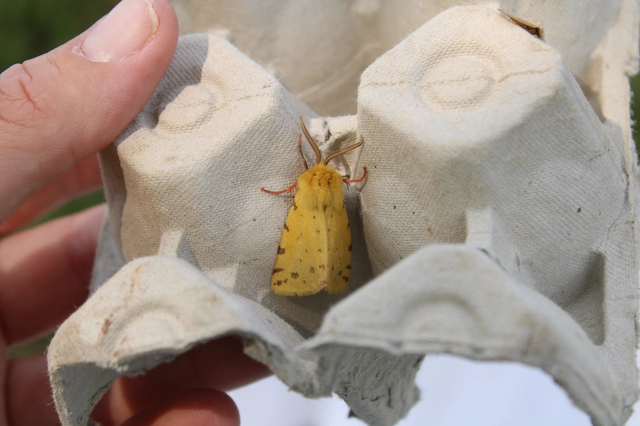 Rhyparia purpurata - bíborszínű medvelepke