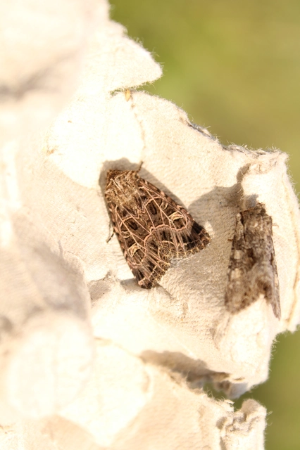 Heliophobus reticulata - fehéreres kertibagoly