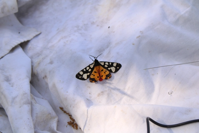 Arctia villica - fekete medvelepke