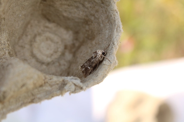 Calophasia lunula - gyújtoványfű-apróbagoly