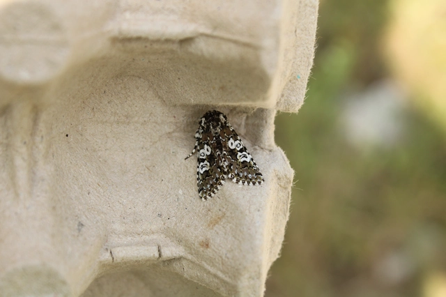Lamprosticta culta - hármasfoltú bagoly