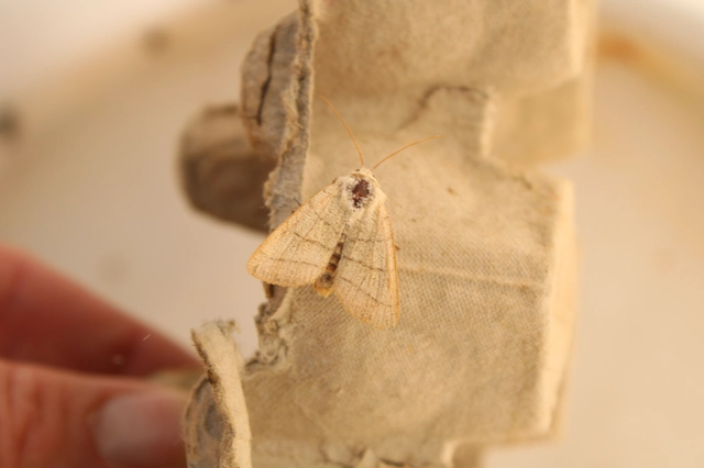 Charanyca trigrammica - háromsávos lombbagoly