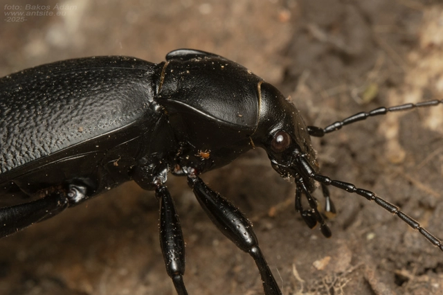 Carabus coriaceus - bőrfutrinka
