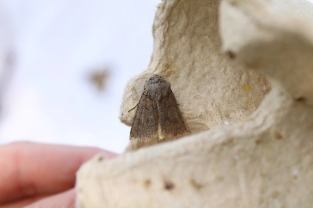 Agrotis cinerea - szürkés földibagoly