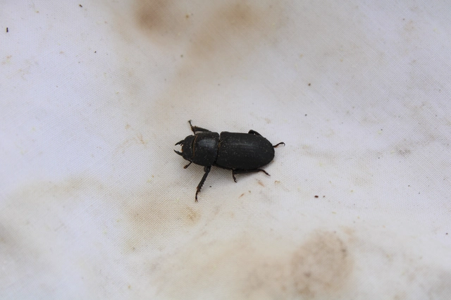 Dorcus parallelipipedus - kis szarvasbogár