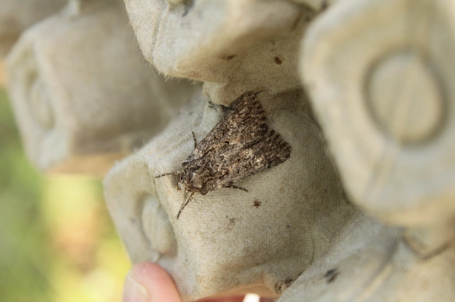 Dichagyris forcipula - szürkésbarna földibagoly