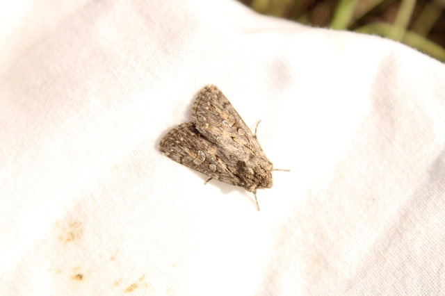 Dichagyris forcipula - szürkésbarna földibagoly
