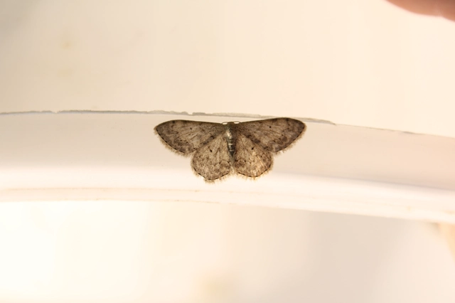 Scopula marginepunctata - pettyes sávosaraszoló