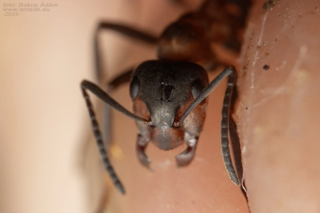 Formica rufa - erdei vöröshangya