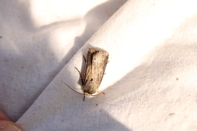 Agrotis clavis - zömök földibagoly