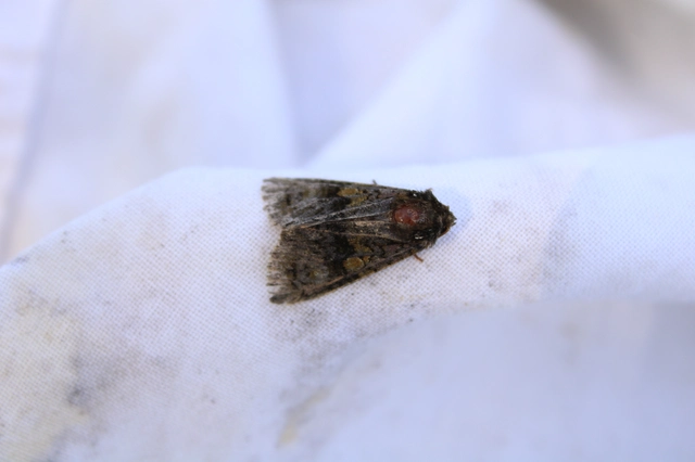 Craniophora ligustri - fagyalbagoly