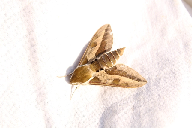 Hyles euphorbiae - kutyatejszender