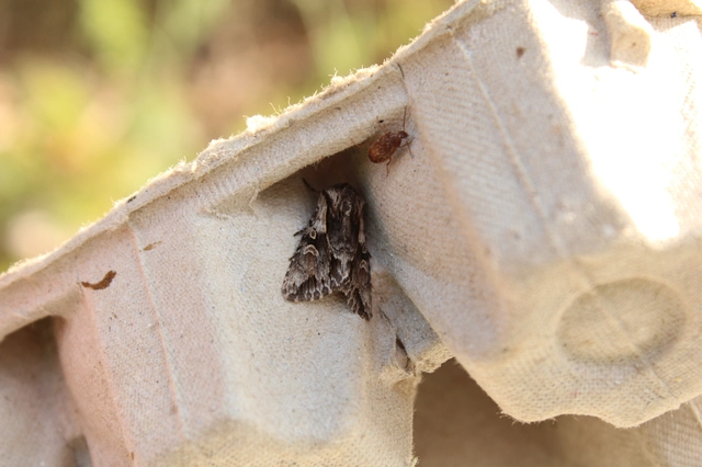Chloantha hyperici - orbáncfű-sugarasbagoly