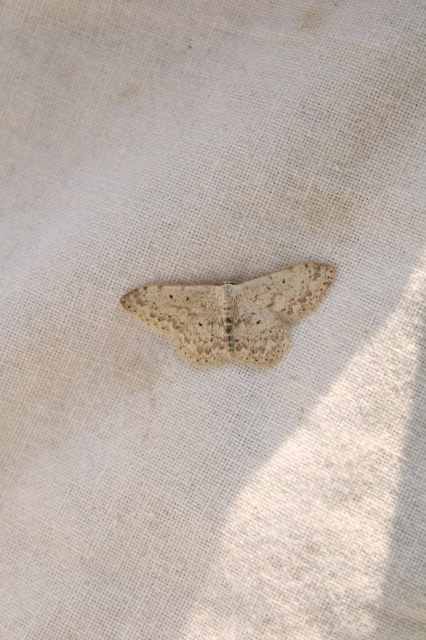Scopula marginepunctata - pettyes sávosaraszoló