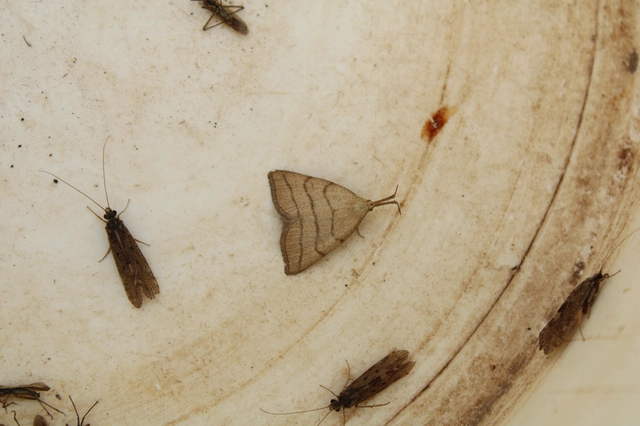 Polypogon tentacularia - sötétaljú karcsúbagoly