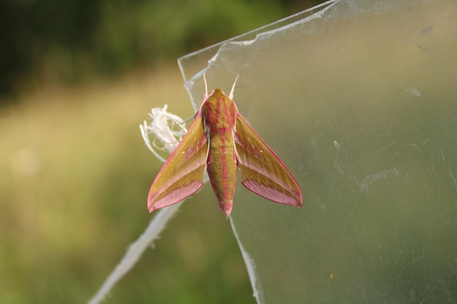 Deilephila elpenor - szőlőszender