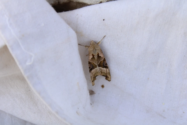 Phlogophora meticulosa - vándorló csipkésbagoly