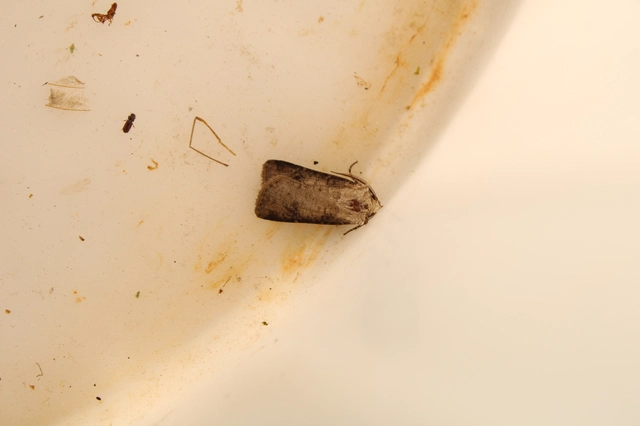 Agrotis clavis - zömök földibagoly