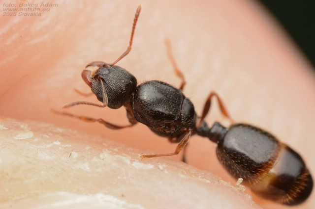Tetramorium