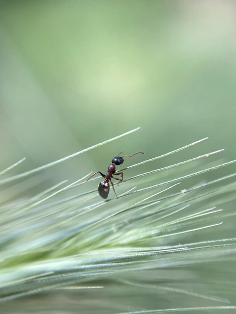 Dolichoderus quadripunctatus - négypettyes erdeihangya