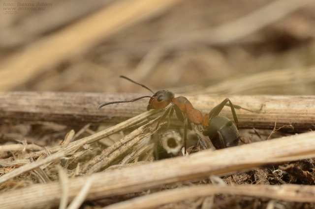 Formica pratensis - réti vöröshangya