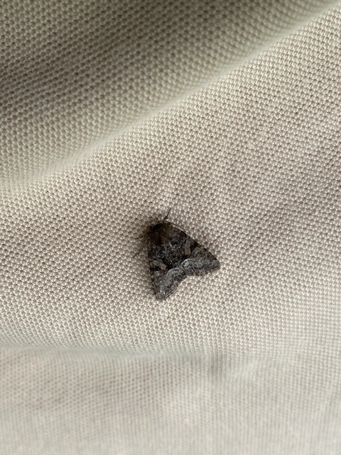 Oligia strigilis/latruncula/versicolor