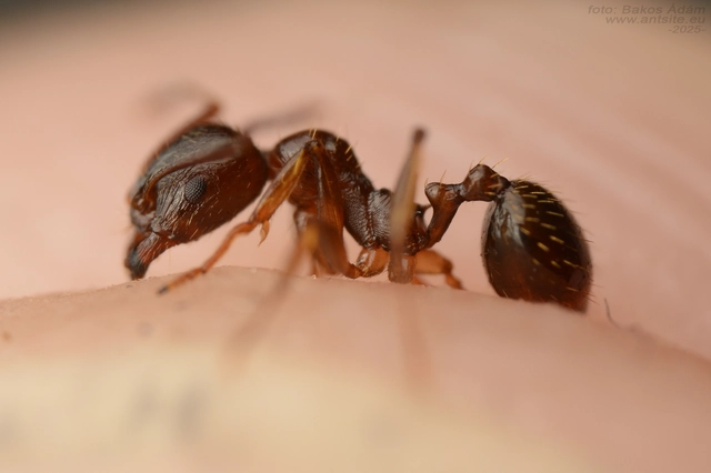 Aphaenogaster subterranea - vörös karcsúhangya