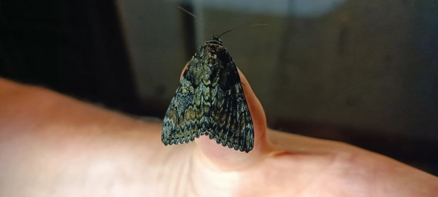 Catocala sponsa - tölgyfa-övesbagoly